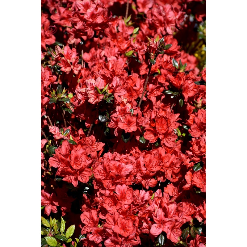Azalea-Stewartstonian 3C