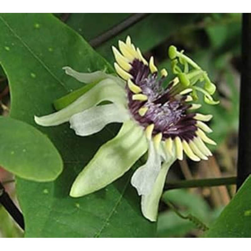 Colinvauxii Passion Flower Seeds, Heirloom, Non-GMO Seeds for Planting 100