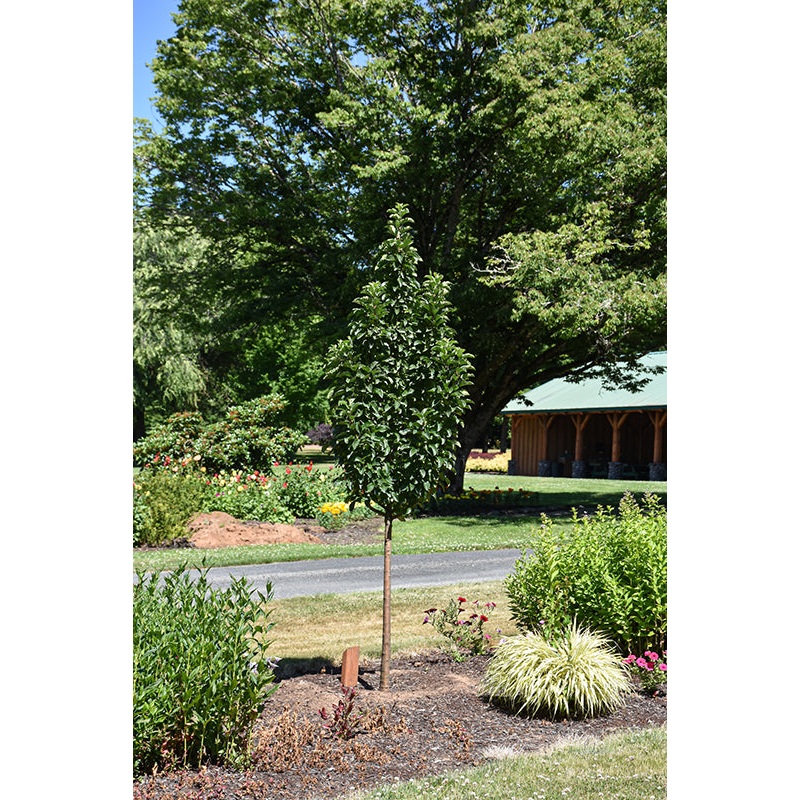 Crab-Ivory Spear 2″ 20C