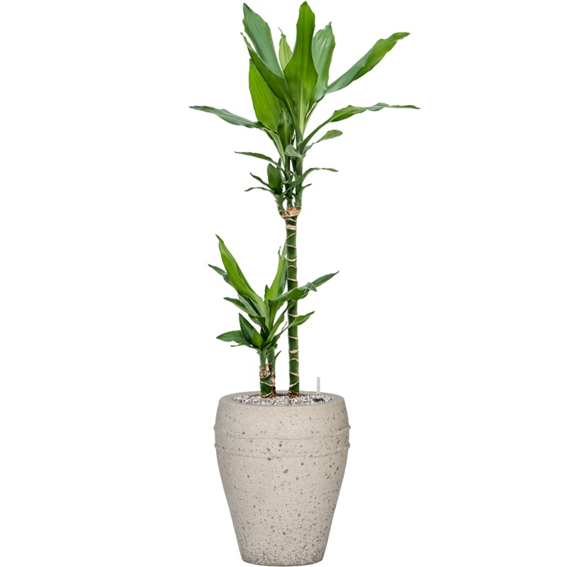 Dracaena fragrans ‘Burundii’ in Mediterranean Office Plant With Pot 102cm Height 19cm Dia