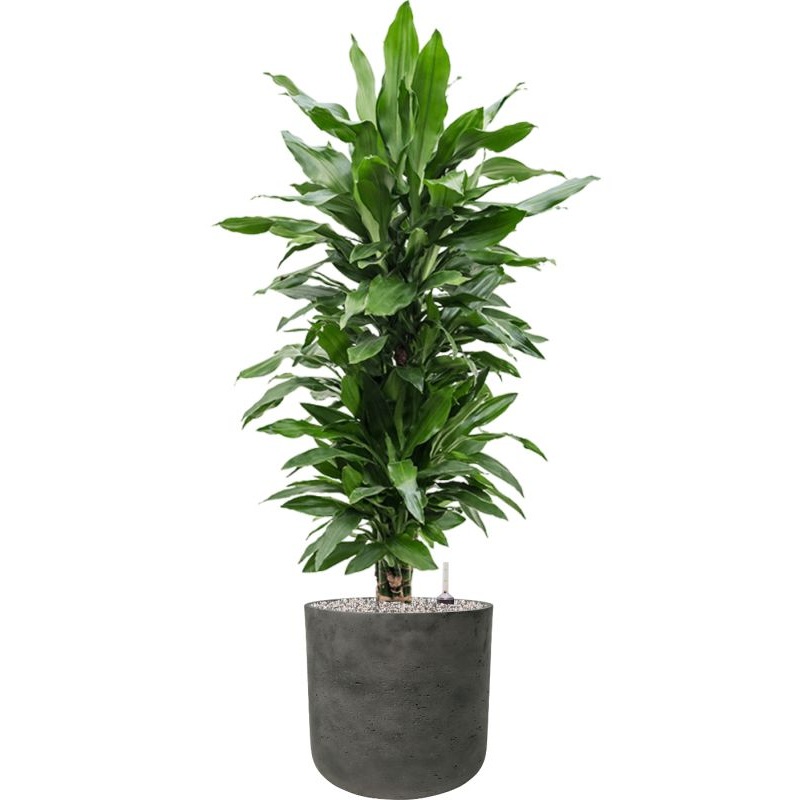 Dracaena fragrans ‘Janet Lind’ in Rough Office Plant With Pot 122cm Height 29.5cm Dia