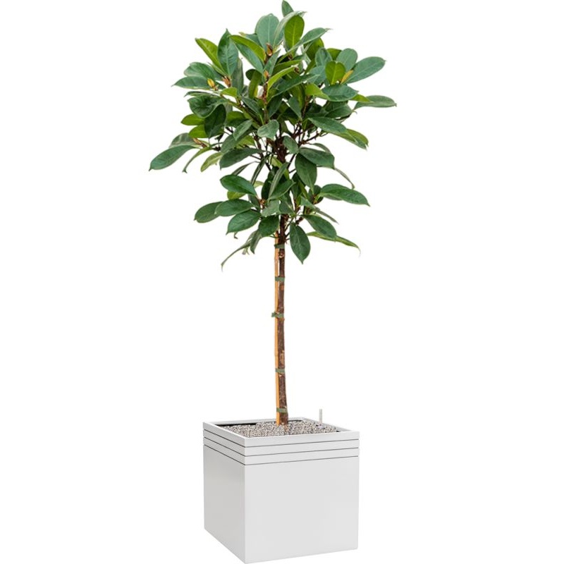 Ficus cyathistipula in Baq Line-Up Office Plant With Pot 183cm Height 41cm Dia