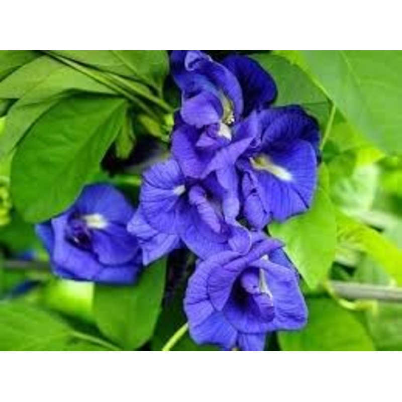 Heirloom Non-GMO Clitoria Ternatea Flower Seeds for Planting  Blooms for Herbal and Vertical Gardens 100