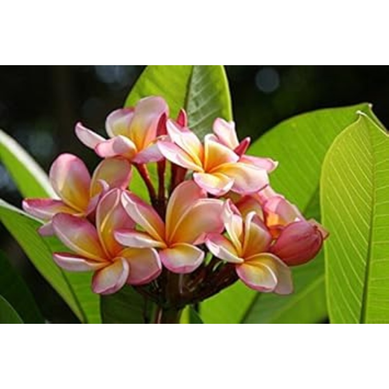 Heirloom Non-GMO Pink Yellow Egg Flower Seeds for Planting  Unique Colorful Blooms 100