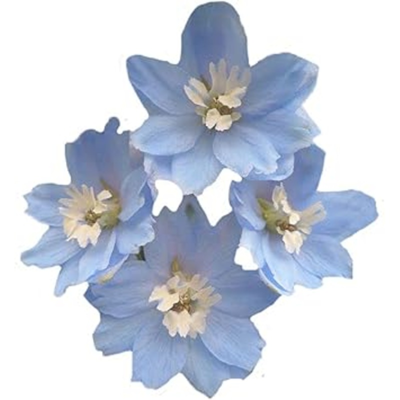 Heirloom Non-GMO Sky Blue Dendrobium Flower Seeds for Elegant Garden Displays and Indoor Planting 100