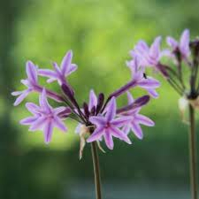 Heirloom Non-GMO Tulbaghia Violacea Flower Seeds for Planting  Fragrant Ornamental Flower Seeds 100