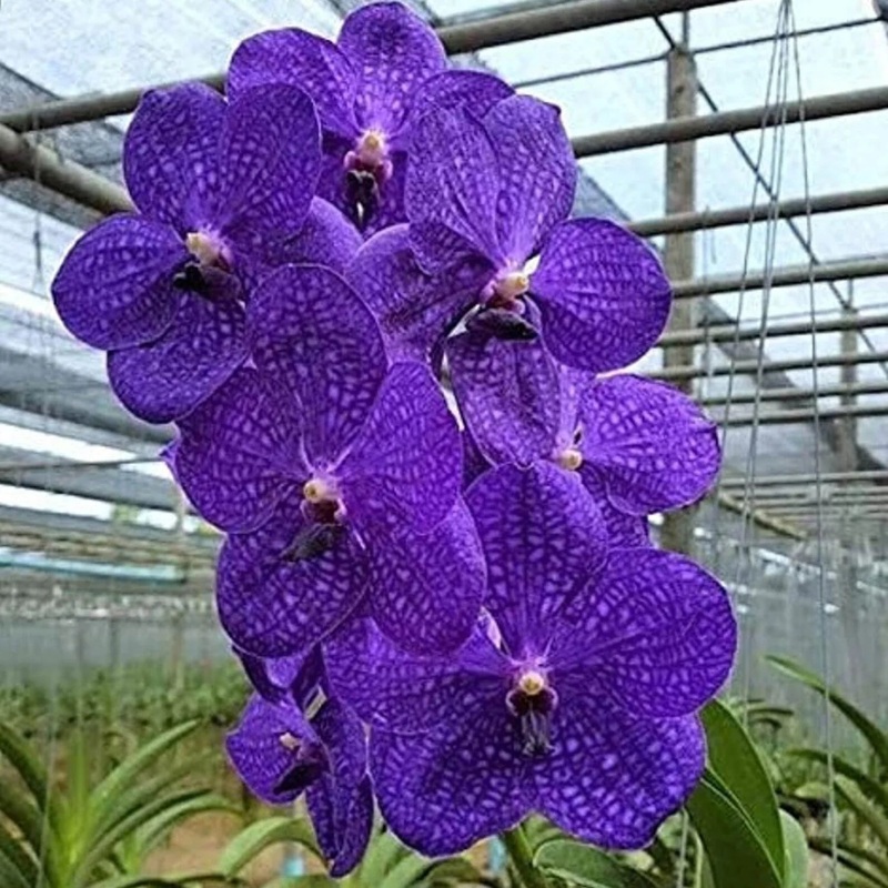 Heirloom Non-GMO Violet Vanda Orchid Flower Seeds for Garden Planting  Exotic Epiphytic Blooms 100