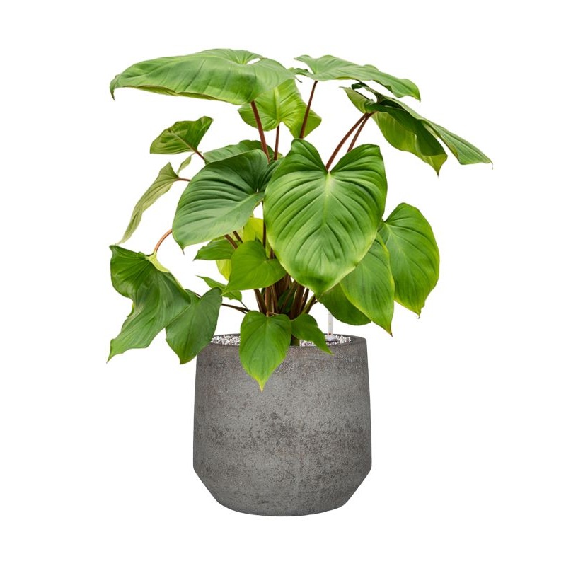 Homalomena rubescens ‘Maggy’ in Cement & Stone Office Plant With Pot 71cm Height 24cm Dia