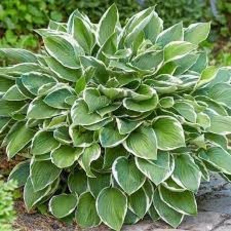 Hosta Perennial Plant Seeds for Planting – NON GMO Seeds 100