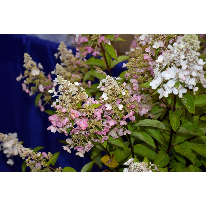 Hydrangea-Candelabra 3C