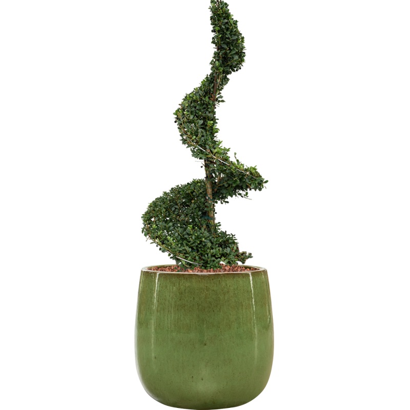 Ilex crenata ‘Dark Green’ in Balloon Office Plant With Pot 120cm Height 34.5cm Dia