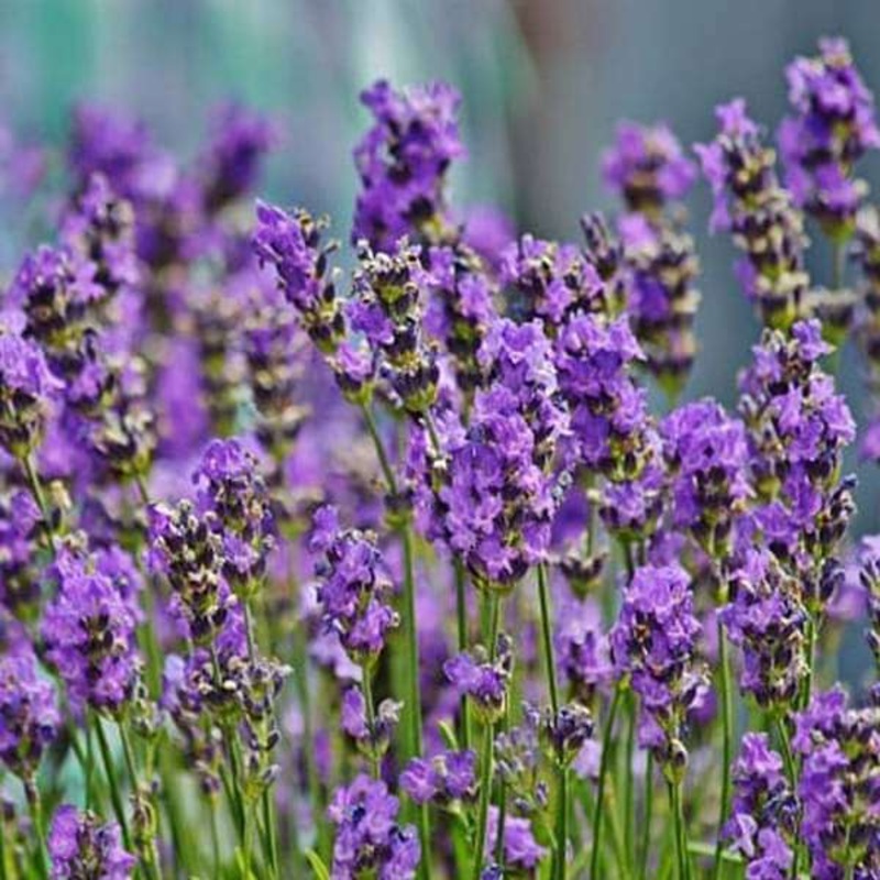 Lavender – Flower Seeds