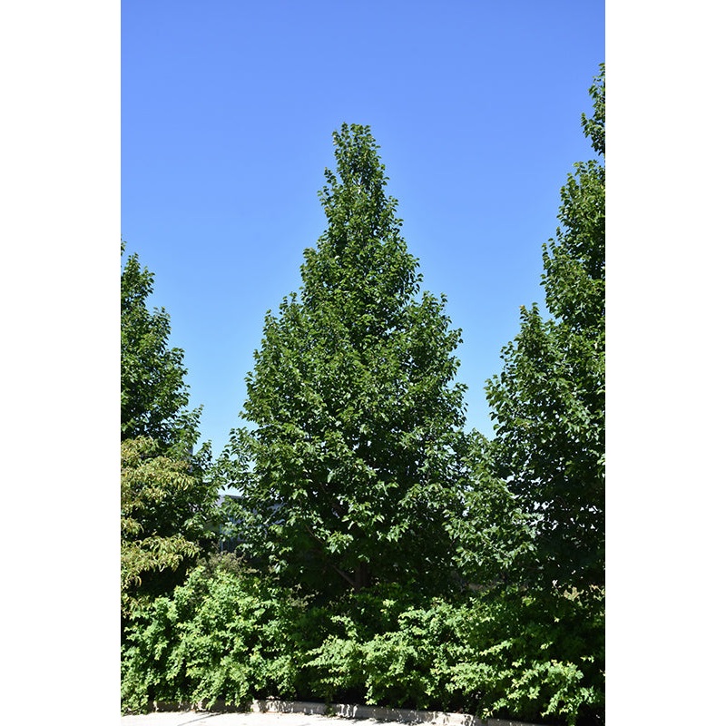 Linden-American Sentry 1.75″B