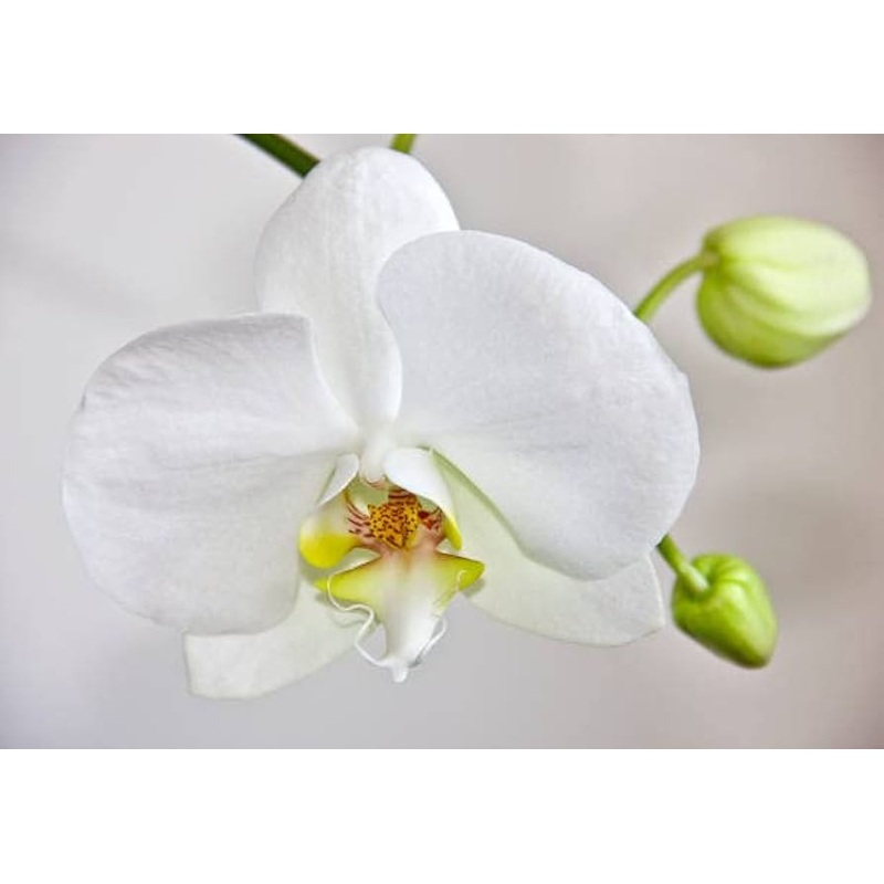 Orchid Flower Seed for Planting 100 100