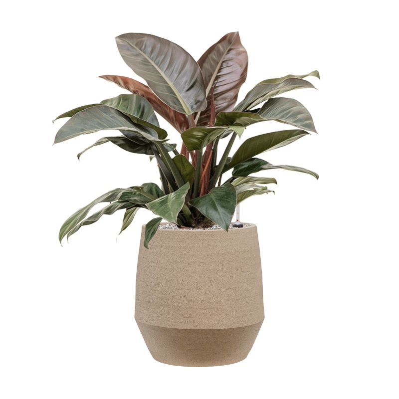 Philodendron `Imperial Red’ in Humus Office Plant With Pot 84cm Height 29cm Dia