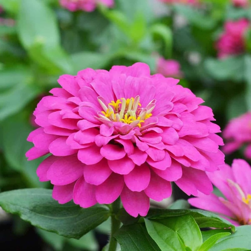 Pink Zinnia Flower Seeds for Planting  Vibrant Blooms for Your Garden, Non-GMO Seeds 100