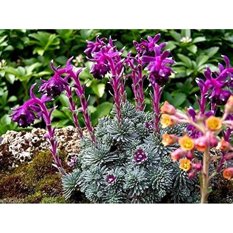 Purple Saxifraga Sempervivum Planting Seeds for Garden NON GMO Seeds 100