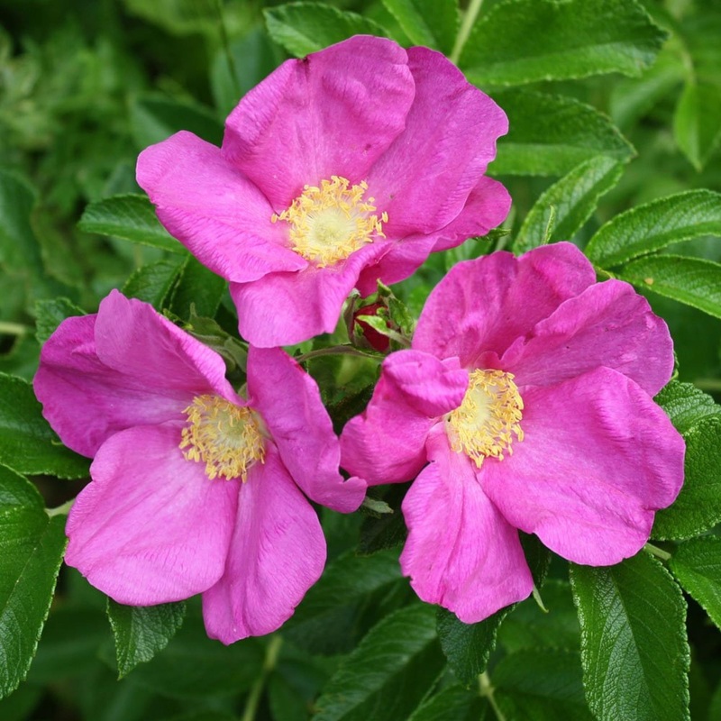 Rugosa Fragrant Rose Heirloom Non-GMO Seeds for Planting 100