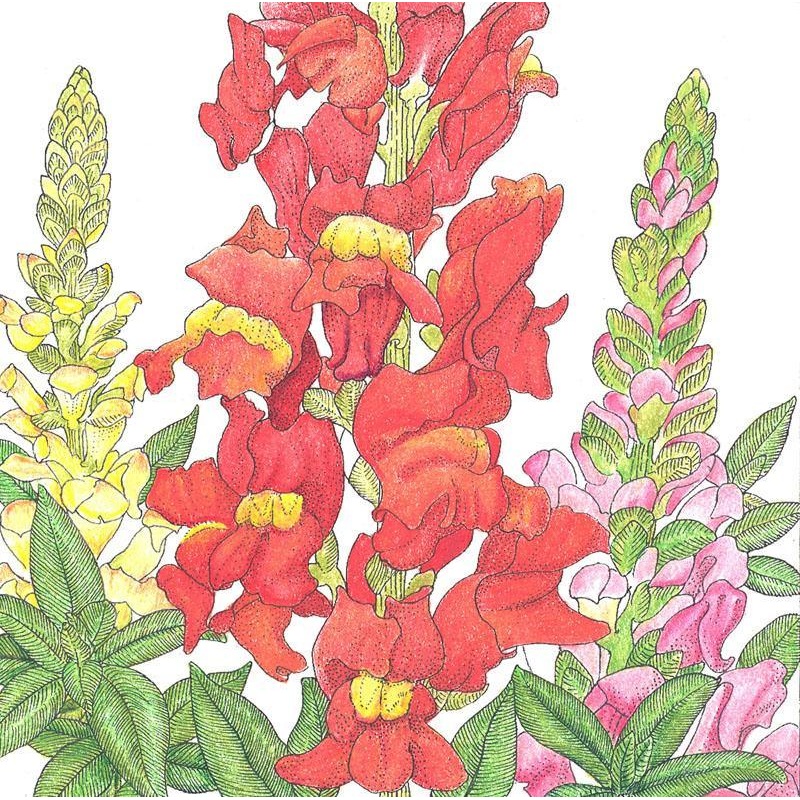 Snapdragon, Spurred (1/4 lb)