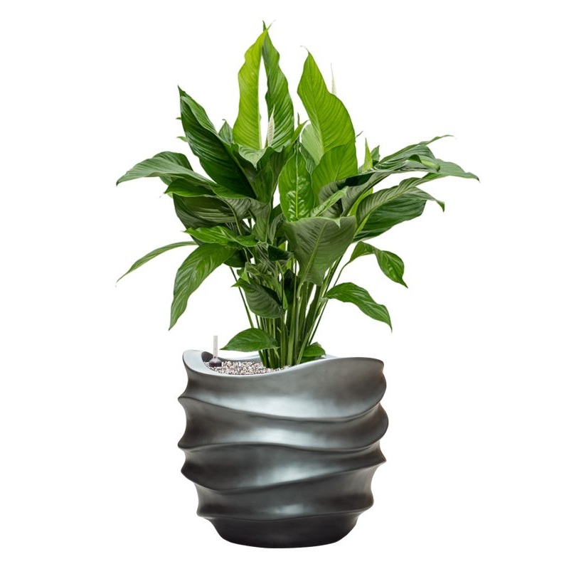 Spathiphyllum ‘Sweet Lauretta’ in Baq Gradient Lee Office Plant With Pot 98cm Height 27cm Dia