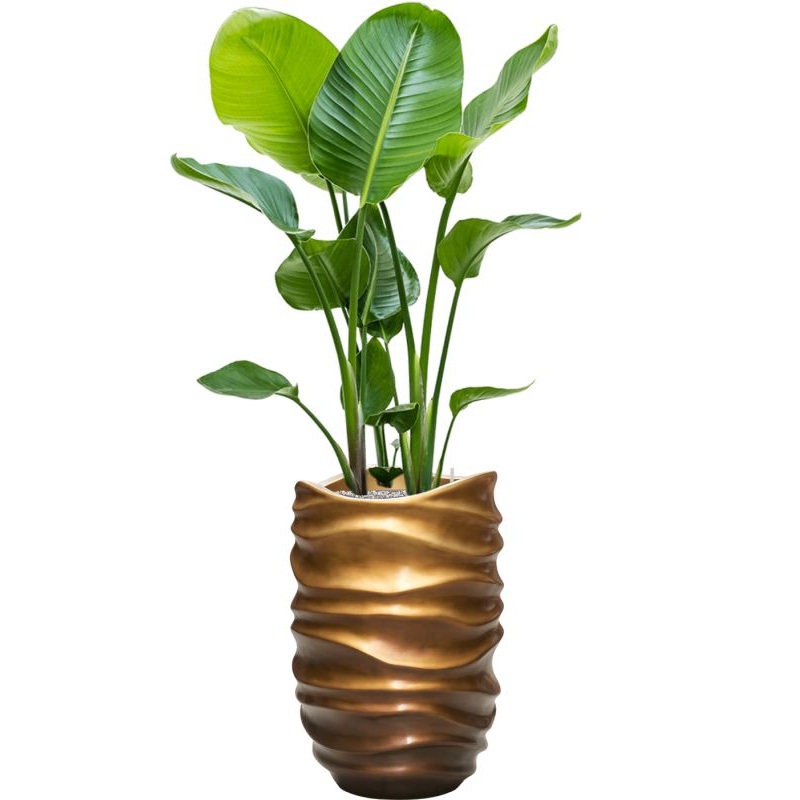 Strelitzia nicolai in Baq Gradient Lee Office Plant With Pot 145cm Height 27cm Dia