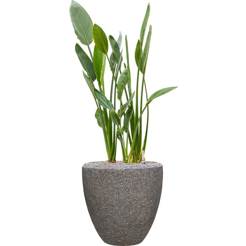 Strelitzia reginae in Baq Naturescast Office Plant With Pot 146cm Height 44cm Dia