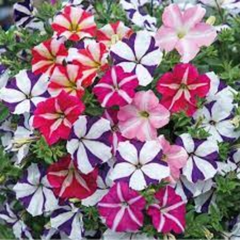 Ultra Star Petunia Violacea Flower Seeds for Planting – Heirloom, NON-GMO, Easy-to-Grow Garden Blooms 100