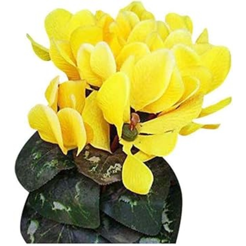 Yellow Cyclamen Seeds for Planting  Organic, Heirloom, Non-GMO Flower Seeds 100