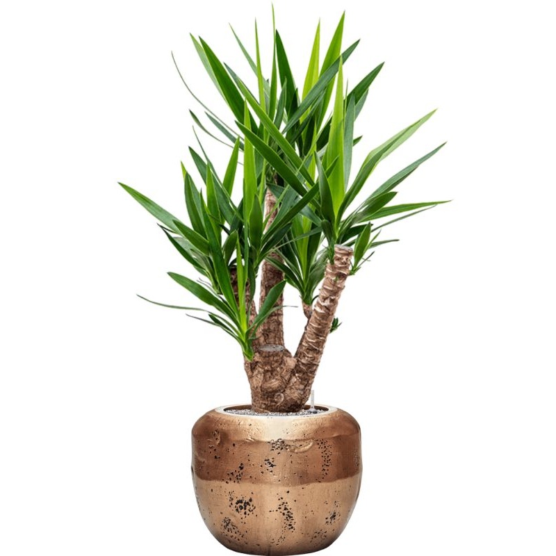 Yucca elephantipes in Baq Opus Raw Office Plant With Pot 147cm Height 31cm Dia