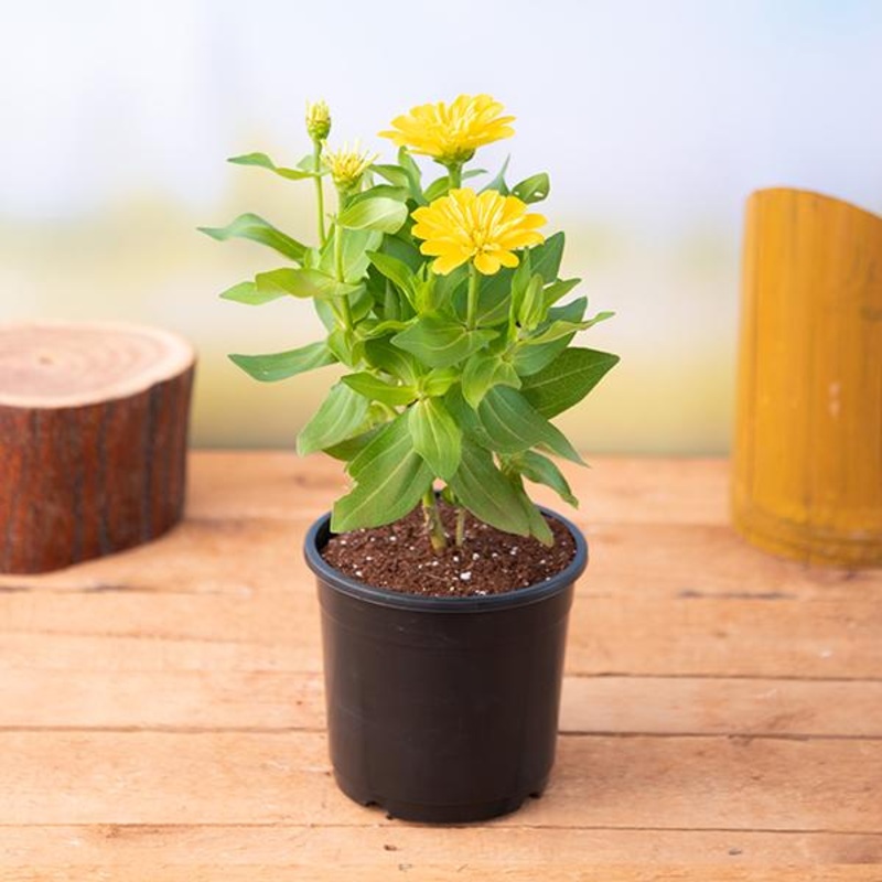 Zinnia (Yellow) – Plant