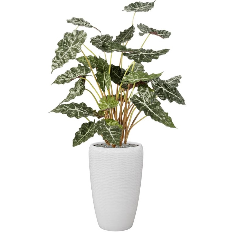 Alocasia in Baq Vogue Amfi Office Plant With Pot 174cm Height 36cm Dia