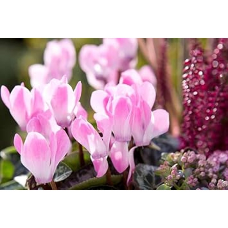Baby Pink Cyclamen Seeds for Planting  Organic, Heirloom, Non-GMO Flower Seeds 100
