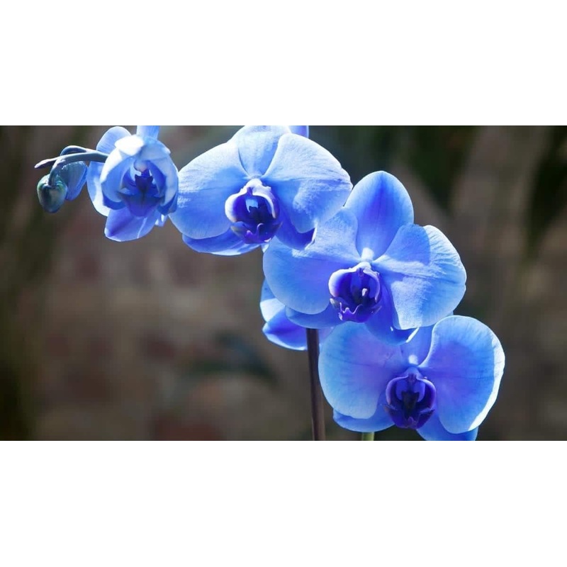 Blue Butterfly Orchid Flower Seeds – 100 pcs 100