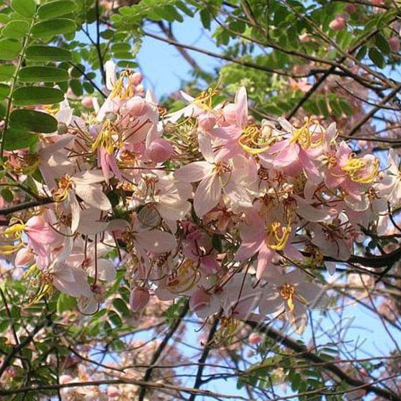 Cassia Renigera, Burmese Pink Cassia- 0.5 kg Seeds