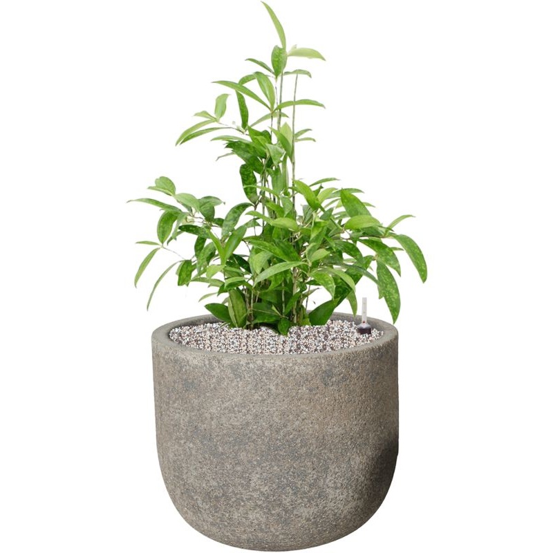 Dracaena surculosa in Cement Office Plant With Pot 80cm Height 32cm Dia