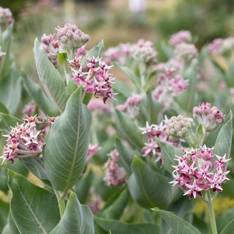 Heirloom Non-GMO Asclepias Speciosa Flower Seeds for Planting  Fragrant Pollinator-Friendly Garden Blooms 100