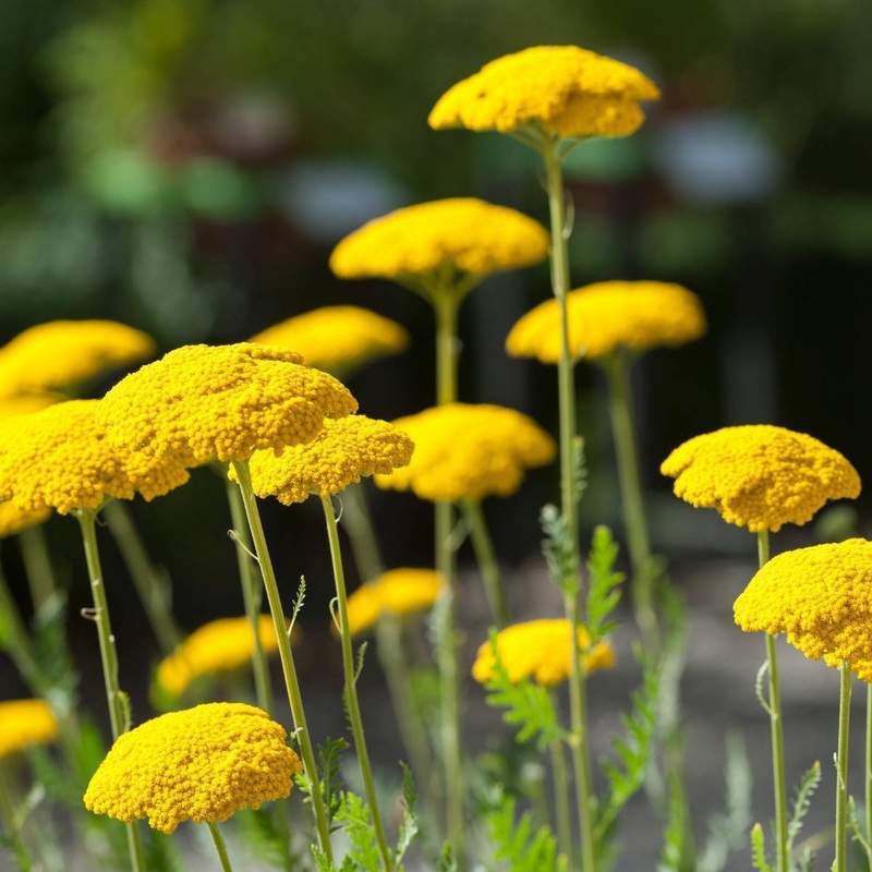 Heirloom Non-GMO Colorado Perennial Flower Seeds for Planting  Colorful Long-Lasting Garden Blooms 100