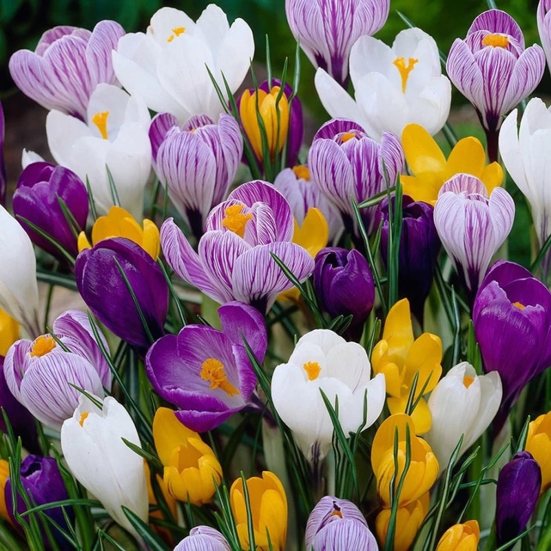 Heirloom Non-GMO Crocus Flower Seeds Mixed Colors for Garden Planting  Vibrant Spring Blooms 100
