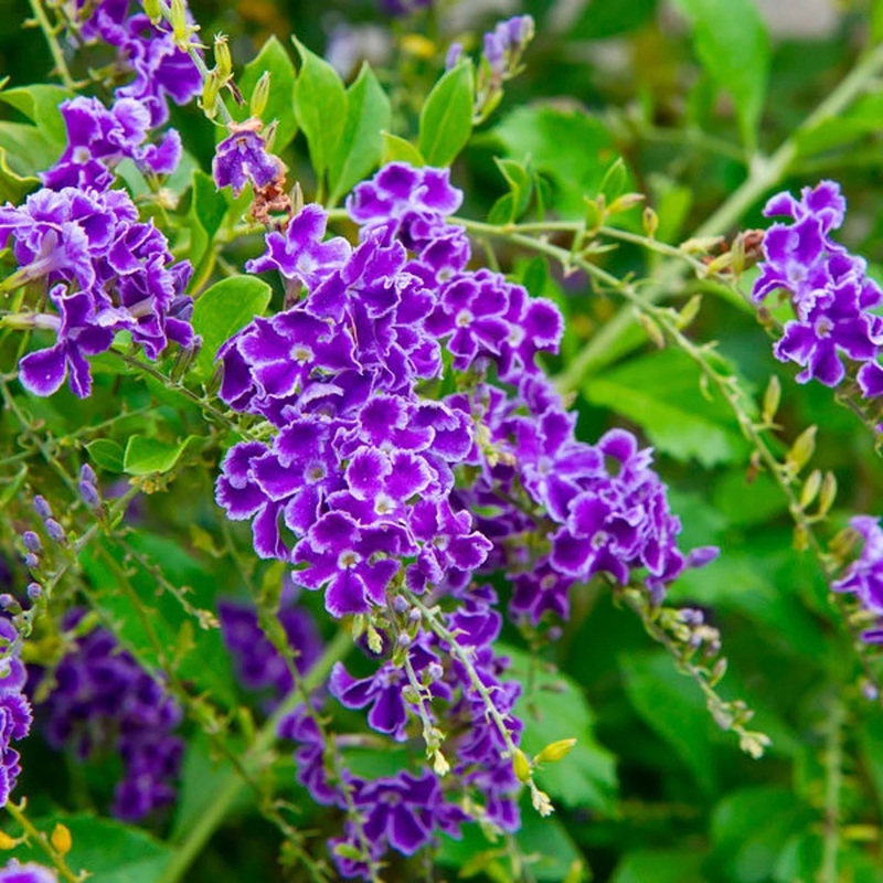 Heirloom Non-GMO Duranta Repens Flower Seeds – Beauty Blooms for Garden Planting 100