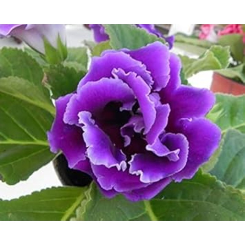 Heirloom Non-GMO Gloxinia Perennial Flower Seeds  Lush Indoor or Garden Blooms 100