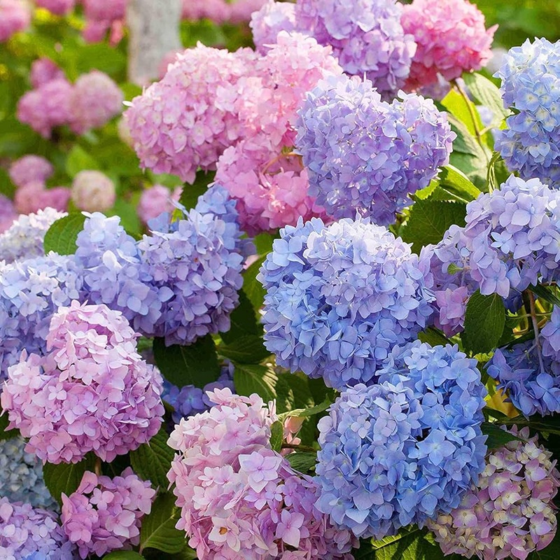 Heirloom Non-GMO Multi-Colored Hydrangea Flower Seeds for Garden Borders and Ornamental Planting 100