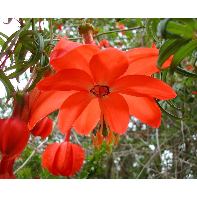 Heirloom Non-GMO Passiflora Parritae Flower Seeds for Planting  Exotic Passionflower Blooming Seeds 100