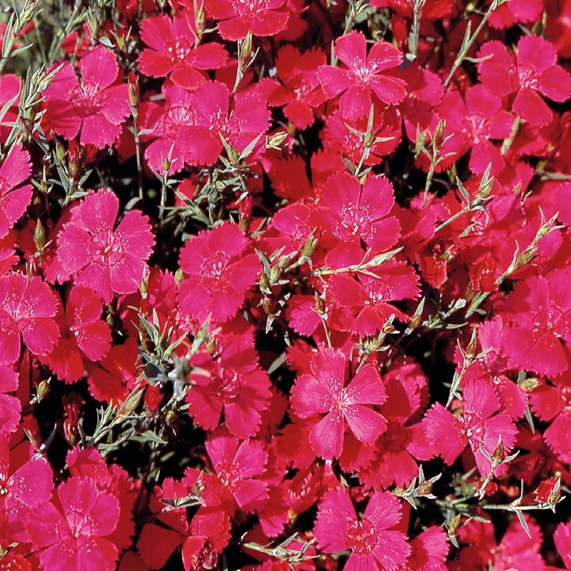 Heirloom Non-GMO Pink Dianthus Cardinal Flower Seeds for Garden Planting  Vibrant Fringed Blooms 100