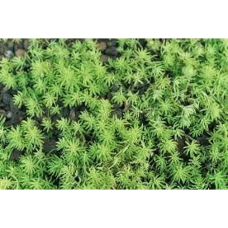 Heirloom Non-GMO Sedum Album Flower Seeds for Planting  Low-Maintenance Ground Cover Blooms 100