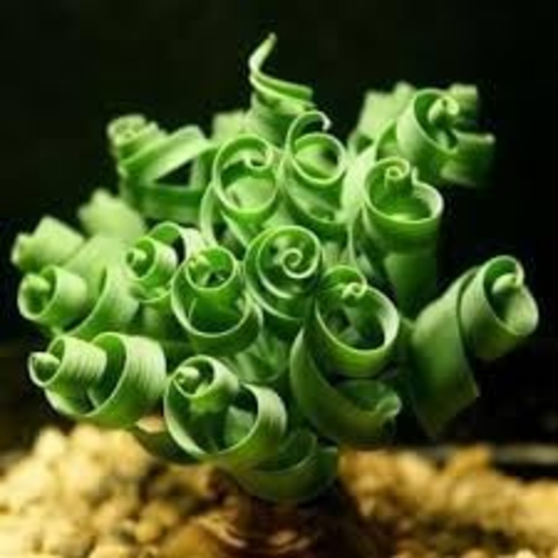 Heirloom Non-GMO Tortilis Spiral Plant Seeds for Unique Ornamental Garden Planting 100