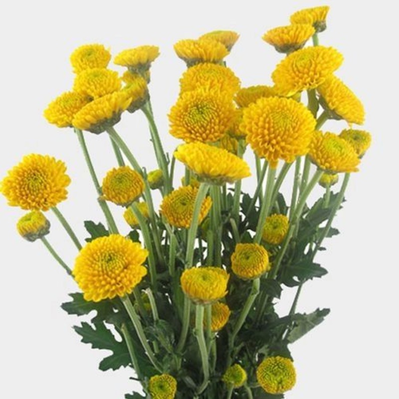 Heirloom Non-GMO Yellow Button Flower Seeds for Garden Planting  Bright Compact Blooms Variety 100