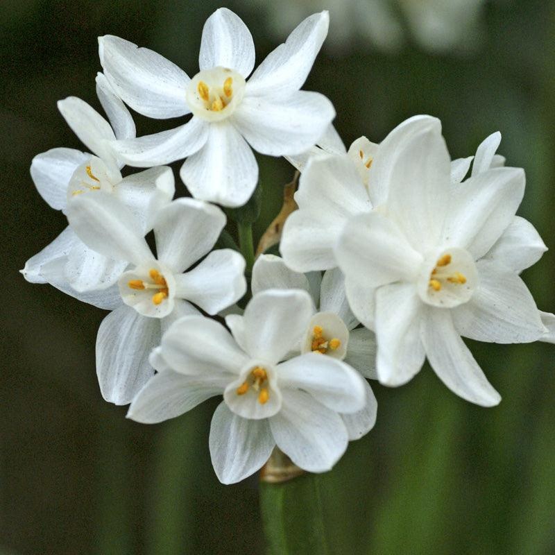 Indoor Paperwhite Narcissus Ziva (Pack of 4)