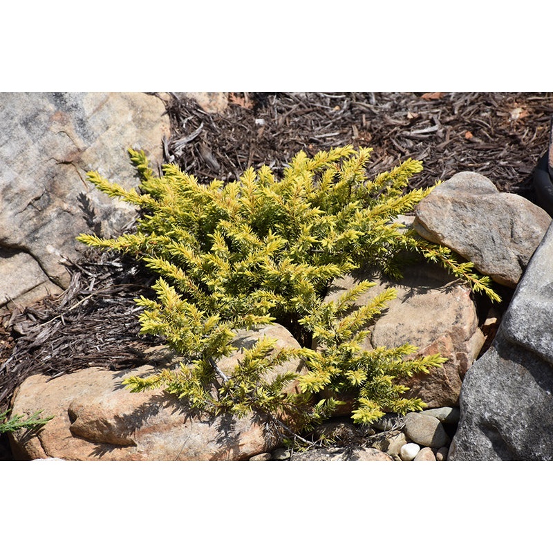 Juniper-Golden Carpet 2C