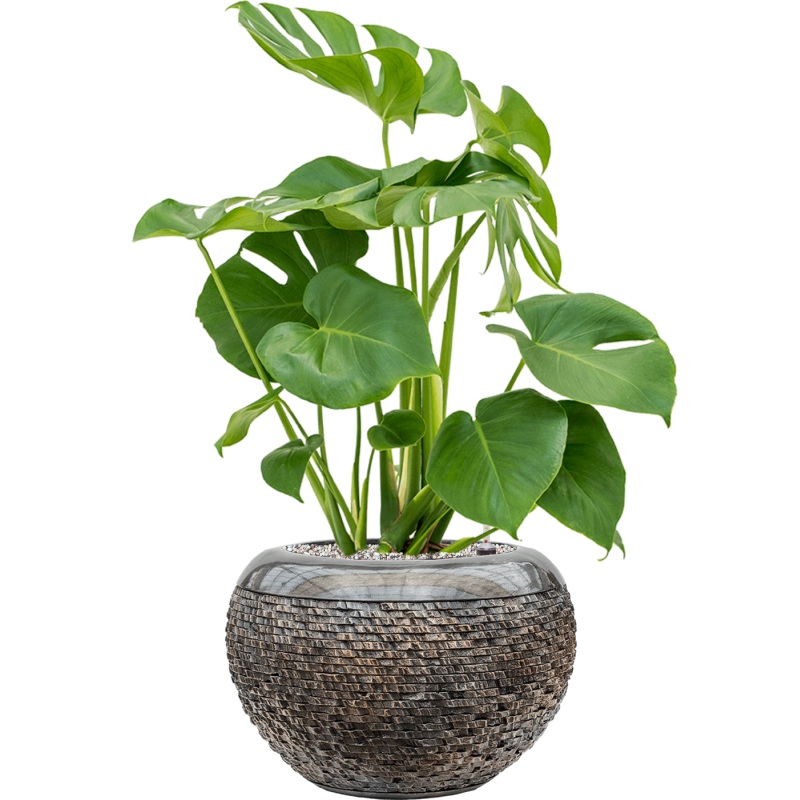 Monstera deliciosa in Baq Luxe Lite Universe Layer Office Plant With Pot 75cm Height 21cm Dia