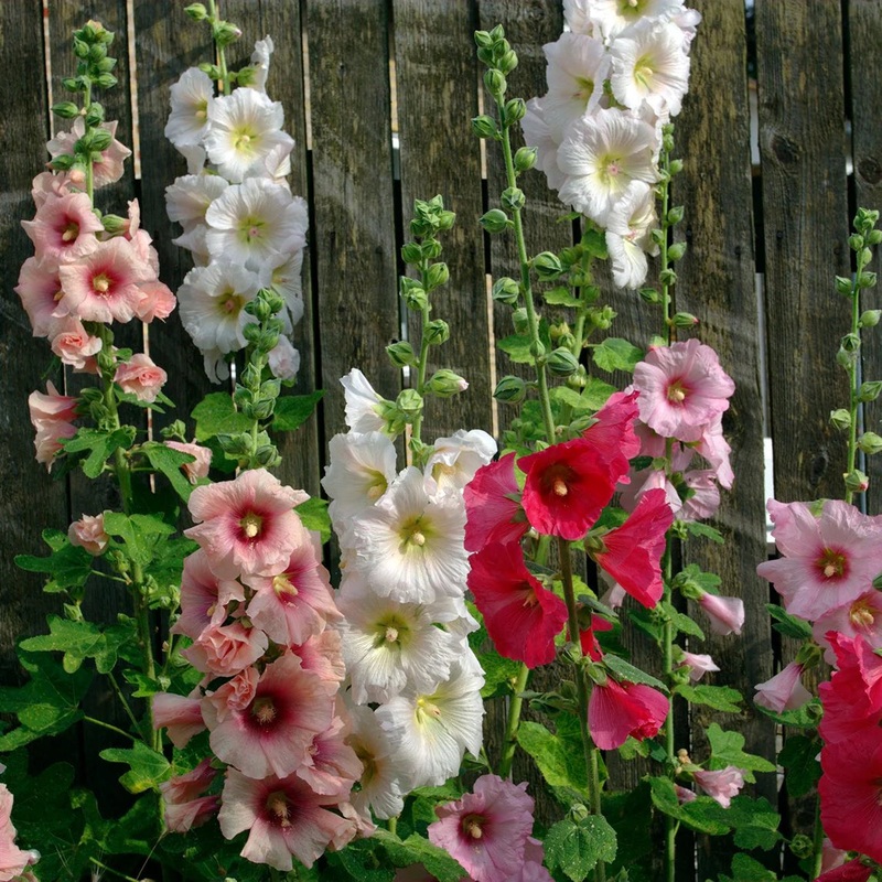 nic Hollyhock Flower Seeds for Planting  Heirloom, Non-GMO 100
